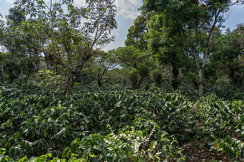 Cafetal Tablón Rosita